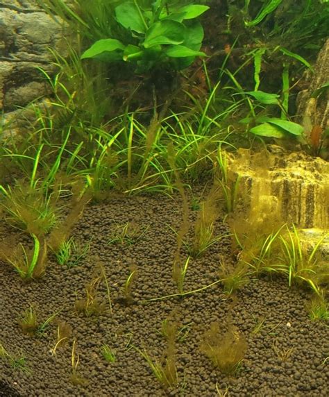 7 Common types of freshwater aquarium algae (illustrated) | AquAnswers