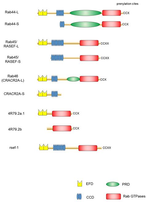 Ijms Free Full Text Large Rab Gtpases Novel Membrane Trafficking