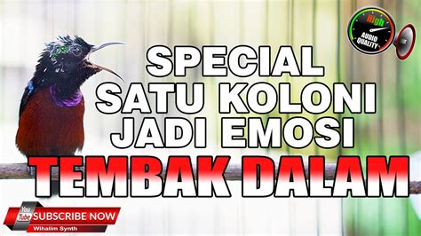 SPESIAL PANCINGAN MASTERAN KONIN TEMBAK DALAM SEMUA JADI IKUT EMOSI