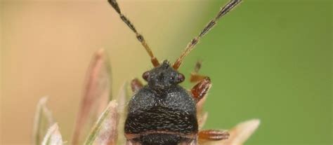 Chinch Bugs in Lawns: Signs, Treatment & Prevention | Organic Plant ...