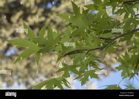 Oriental Sweetgum Liquidambar Orientalis Foliage In Spring Rhodes