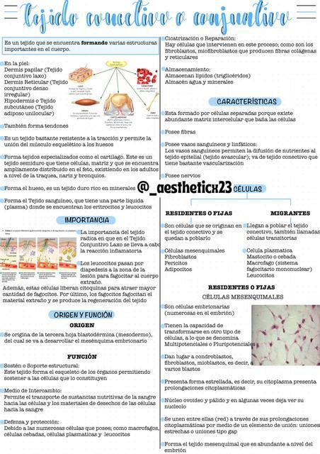 Histología Del Tejido Conectivo Cindy Gabriela Espinoza Anaya Udocz