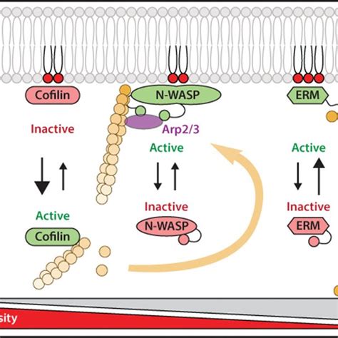 Actin Cytoskeleton Dynamics Regulated By Pi P Regulation Of The