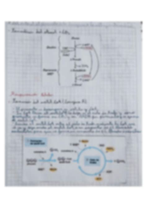 Solution Biolog A Medicina Metabolismo De La Glucosa Studypool