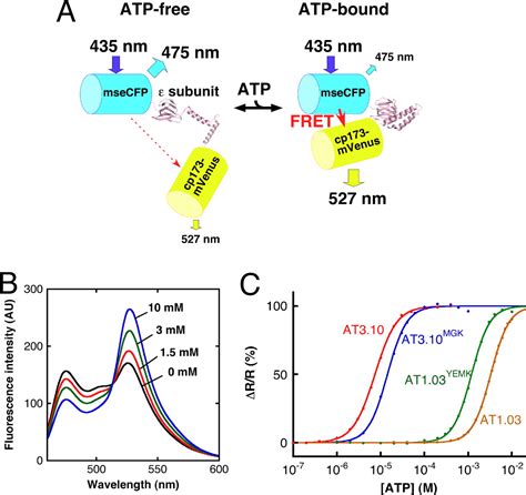 Visualization Of Atp Levels Inside Single Living Cells With