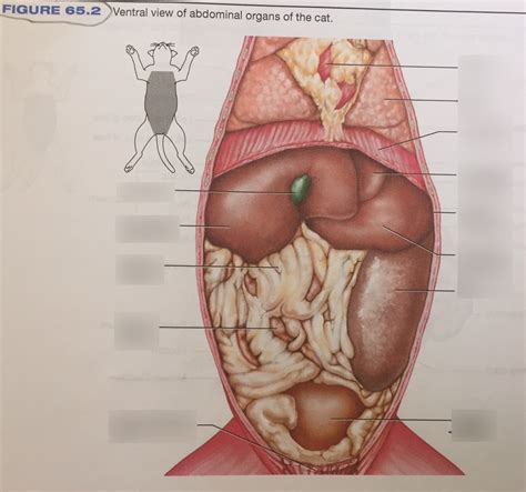 Cat Stomach Anatomy