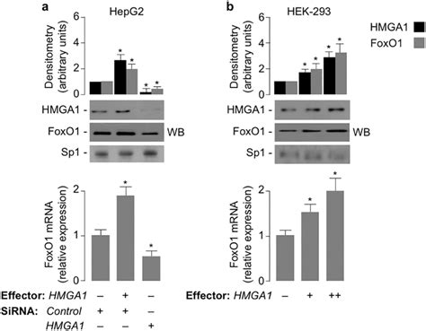 Foxo1 Gene Expression Is Induced By Hmga1 A Pcdna3hmga1 Effector Download Scientific Diagram