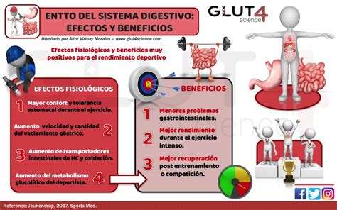 Training The Gut Effects And Benefits Entrenamiento Del Sistema