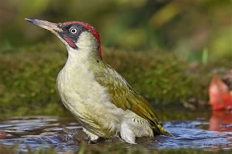 Picus Viridis Picchio Verde M Juzaphoto