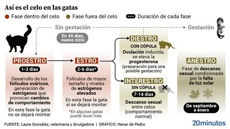 C Mo Hacer Callar A Una Gata En Celo Microscopio Pro