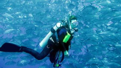 Panglao Diving: Discover Underwater Wonders into the Depths of Panglao