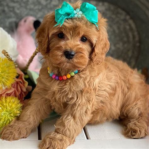 Cavapoos R Us Exceptional Champion Bloodline Cavapoo And Cavapoochon