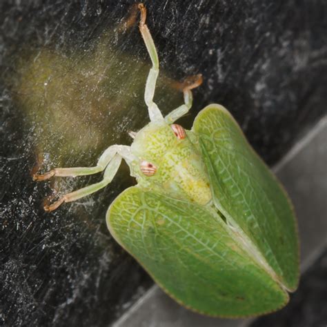 Leaf Mimic Acanalonia Conica BugGuide Net