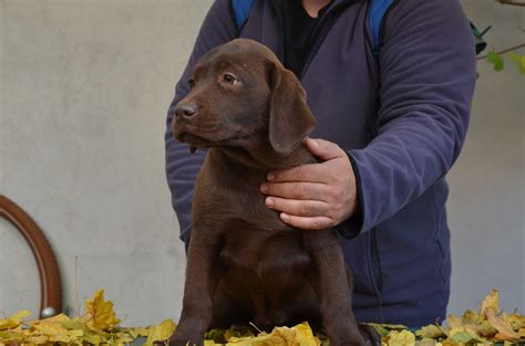 Labrador Cu Pedigree A 4 Luni Bucuresti Sectorul 5 OLX Ro