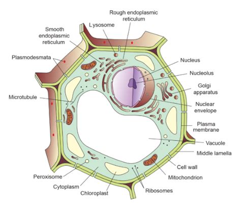 Plant Cell Definition Structure Types Diagram Infinity Learn