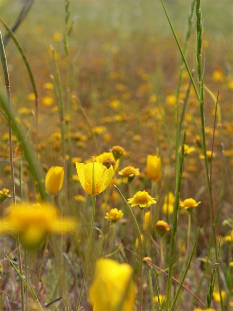 Red Hills Wildflower Hike Beaut