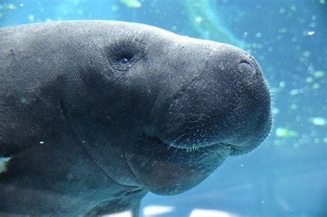 Manatíes Están Muriendo De Hambre A Medida Que El Ecosistema De Florida