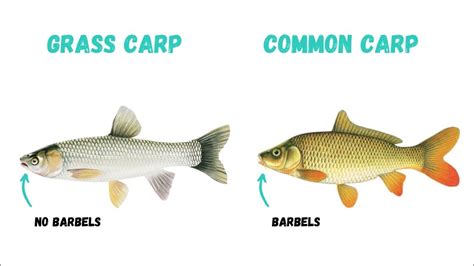 Learn How To Distinguish Invasive Grass Carp From Common Carp Help Stop The Spread Youtube