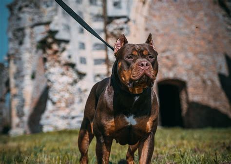 XL bully dog ban will not reduce attacks – Behavioural expert | Newstalk