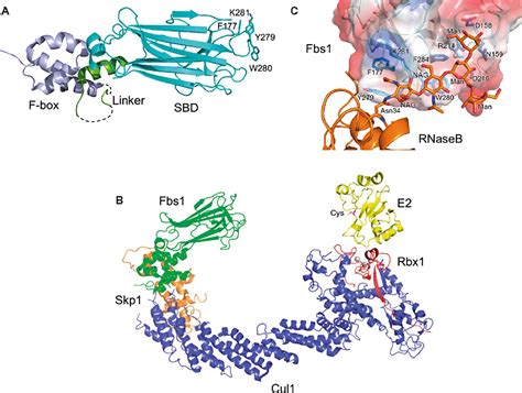 Ubiquitin Modifications Cell Research 59 Off