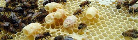 Queen Cells The 3 Types And What They Can Tell You About Your Hive