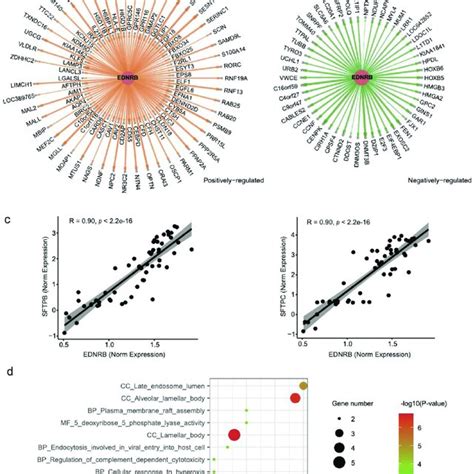 EDNRB Targets Genes And Their Functions A B The 101 Positively