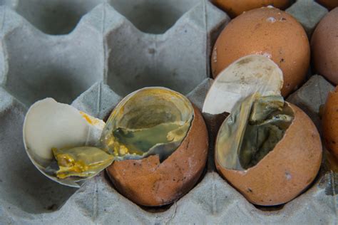 Why Your Burps Smell Like Rotten Eggs Doctor Explains Scary Symptoms