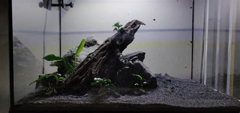 The Beginners Guide To Freshwater Shrimp Tanks Shrimp Science