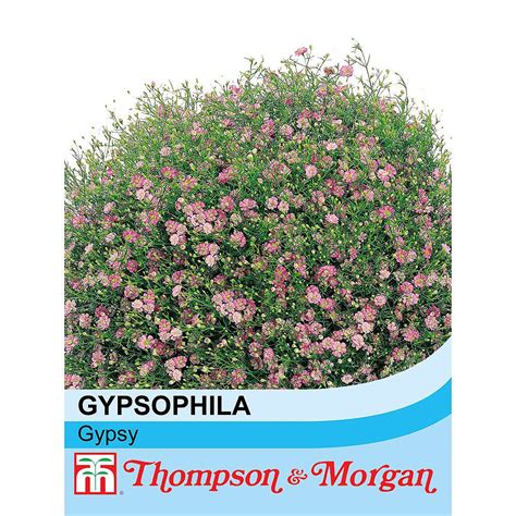 Gypsophila Muralis Gypsy Seeds Thompson And Morgan