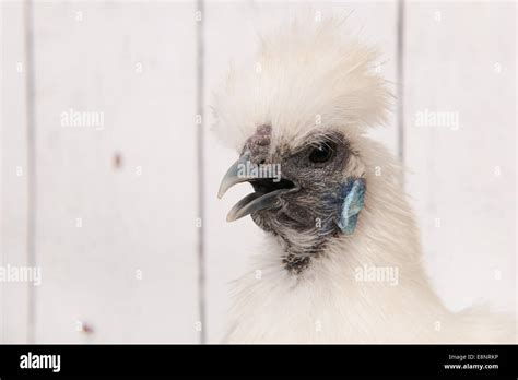 White Silkie Chicken Hi Res Stock Photography And Images Alamy
