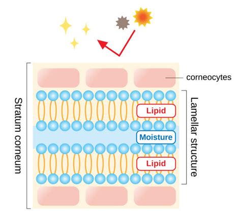 130 Lipid Body Ilustrasi Grafik Vektor And Clip Art Bebas Royalti