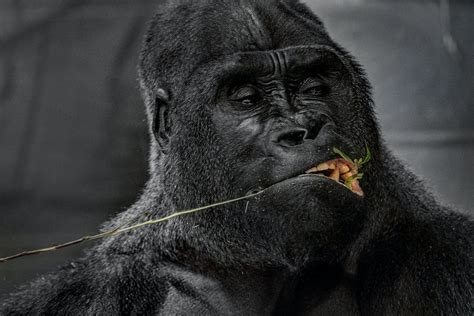 Angry Silverback Gorilla Fighting