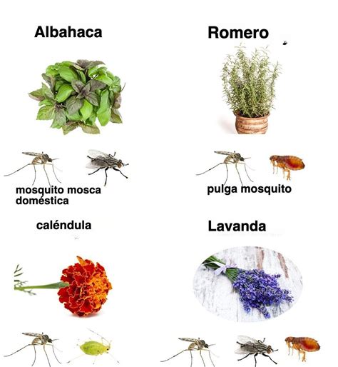 Defensa natural contra los insectos en el jardín 11 plantas que alejan