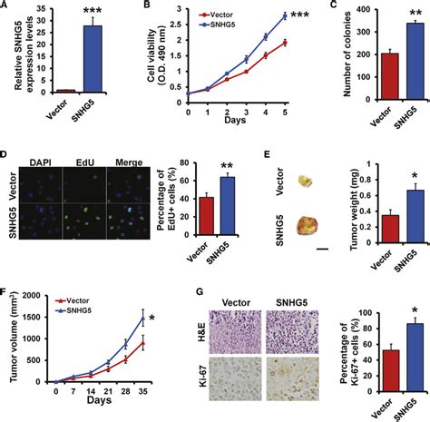 Overexpression Of SNHG5 Promotes Breast Cancer Proliferation Both In