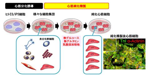 Ips細胞 心筋 分化 Anxipoxxy