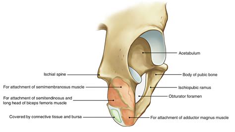 Coxae Anatomy - Anatomical Charts & Posters