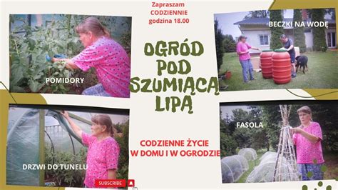 Codzienne życie na wsi w domu i w ogrodzie pomidory beczki na wodę