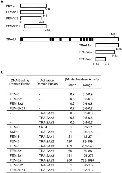 Negative Regulation Of Male Development In Caenorhabditis Elegans By A