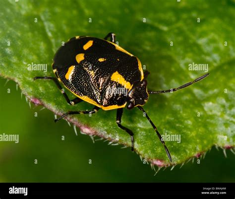 Black And Yellow Shield Bug I Cannot Identify The Exact Species Stock