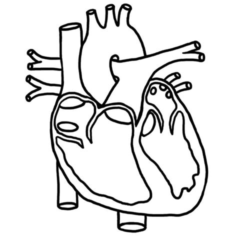 Human Heart Coloring Pictures For Kids Health Pictures Of Anatomy