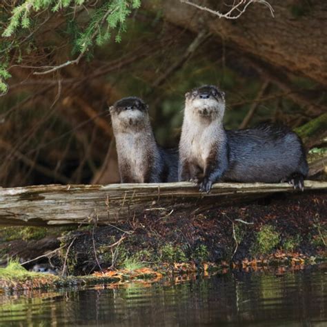 River Otter - Nature Conservancy of Canada