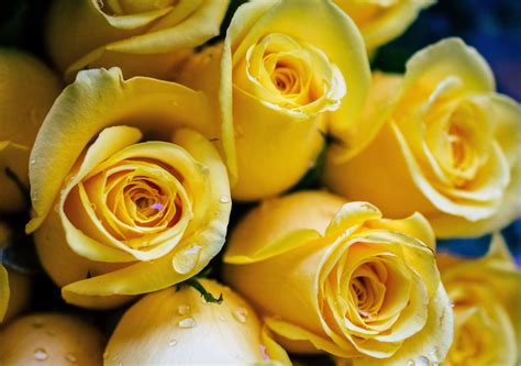 Rose Colour Meaning Guide [+Chart for Download] – LoveRose