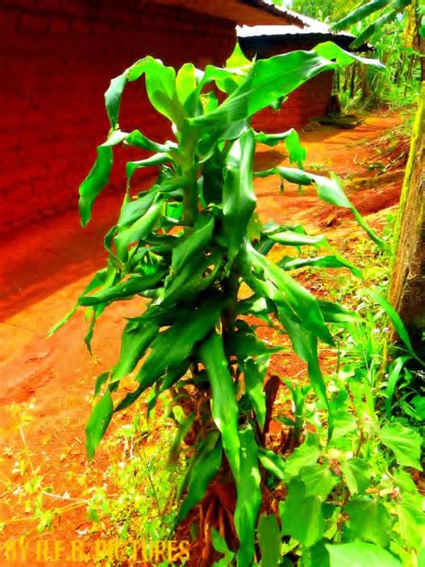 Arbre De Paix Une Plante Aux Mille Vertus Echos Sant