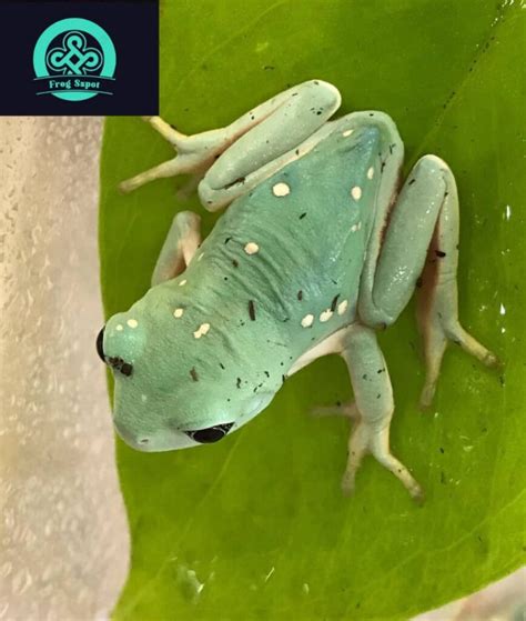 Mexican Leaf Frog For Sale Captive Bred Reptiles For Sale From