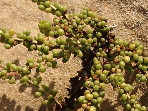 Salsola Drummondii Ulbr Slanobýl Slanobyľ Botanycz