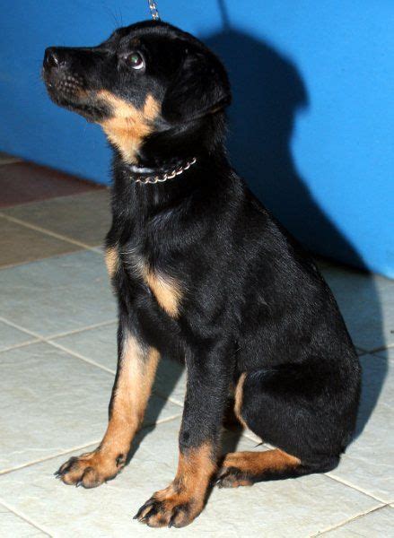 Rotterman Doberman Rottweiler Mix Info Puppies And Pictures