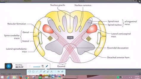 anatomy of medulla - YouTube