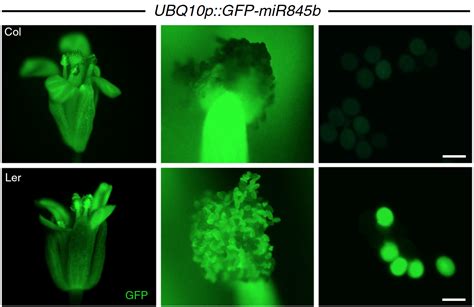 科学网—nature Genetics：easirna参与拟南芥染色体剂量的调控（两篇） 郝兆东的博文