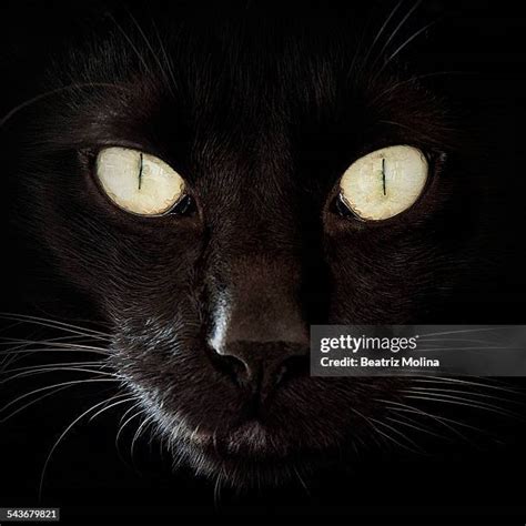 296 Halloween Cat Eyes Stock Photos, High-Res Pictures, and Images ...