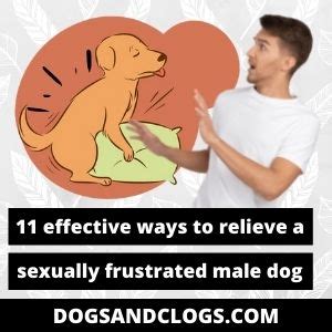 3 Easy Steps To Save The Day: How To Prevent Male Dog Accidents